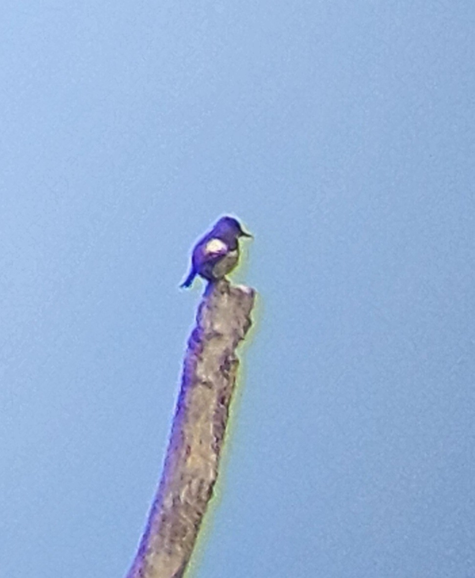 Olive-sided Flycatcher - ML635876383