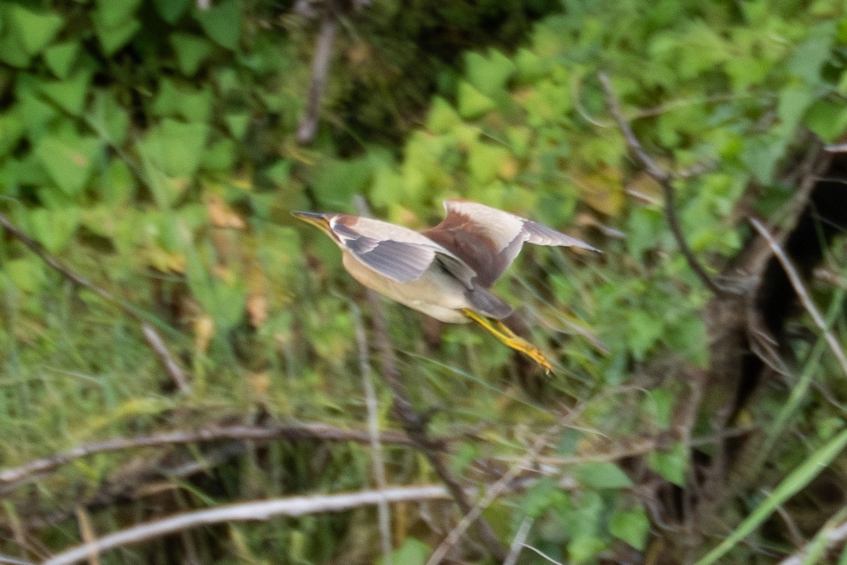 Schrenck's Bittern - ML635876387