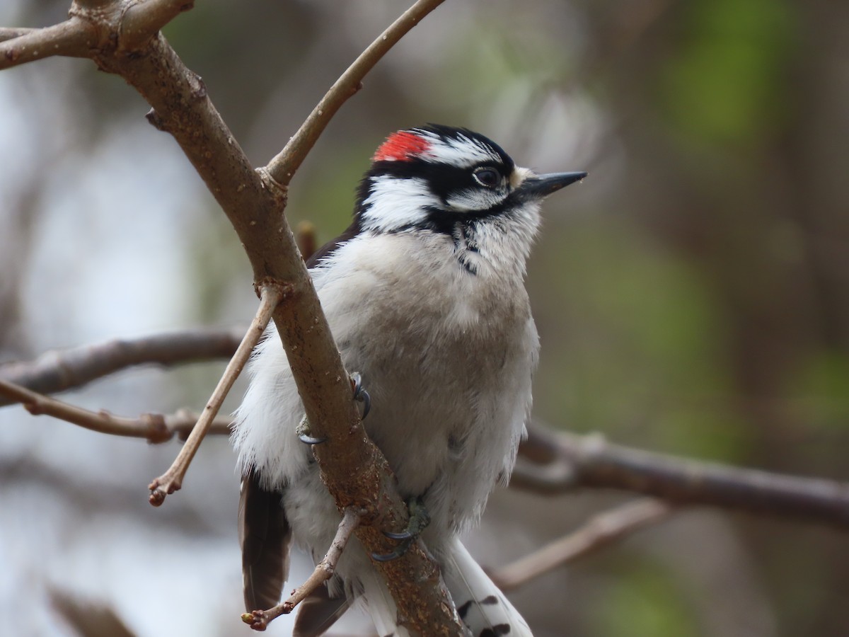 Downy Woodpecker - ML635876481