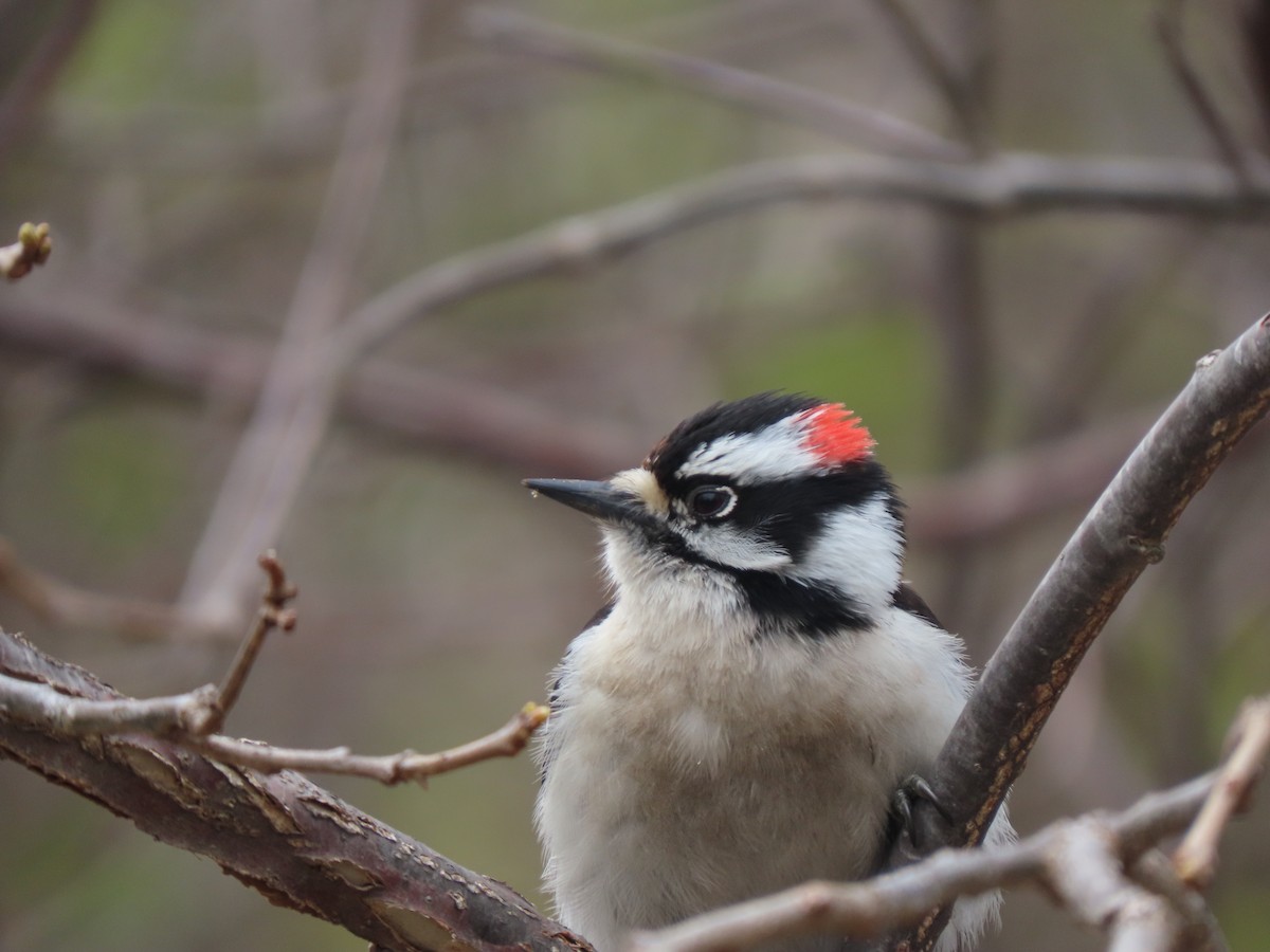 Downy Woodpecker - ML635876483