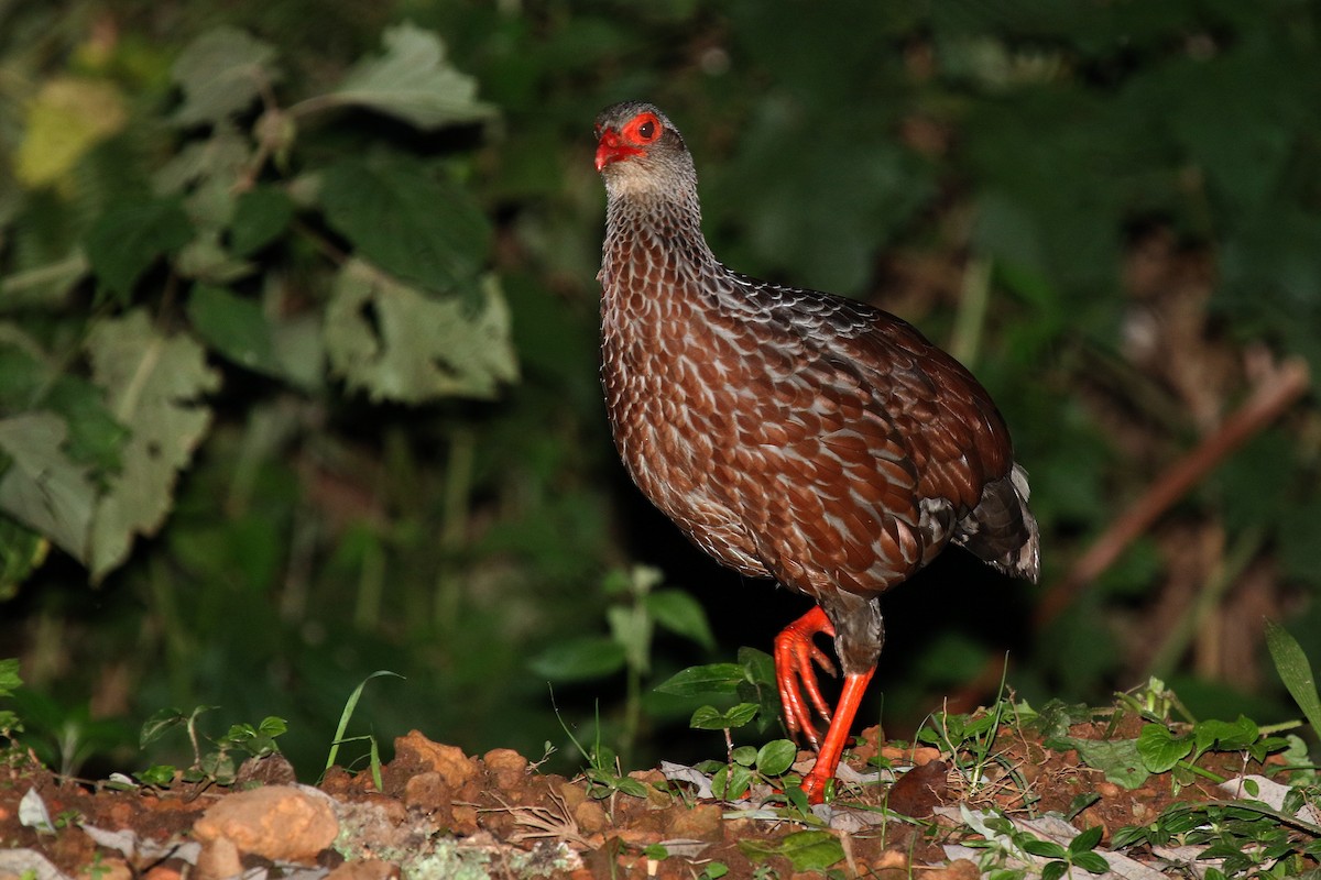 Handsome Spurfowl - ML635876533