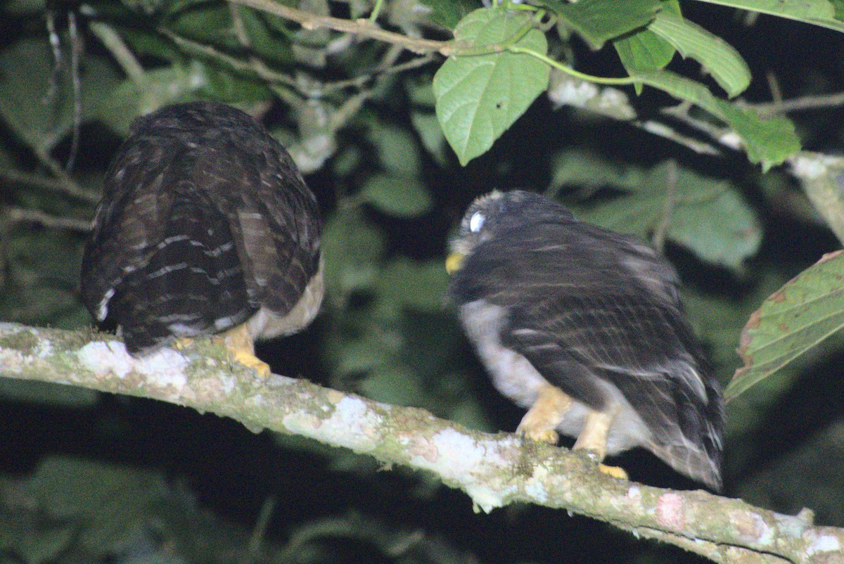 Band-bellied Owl - ML635876567