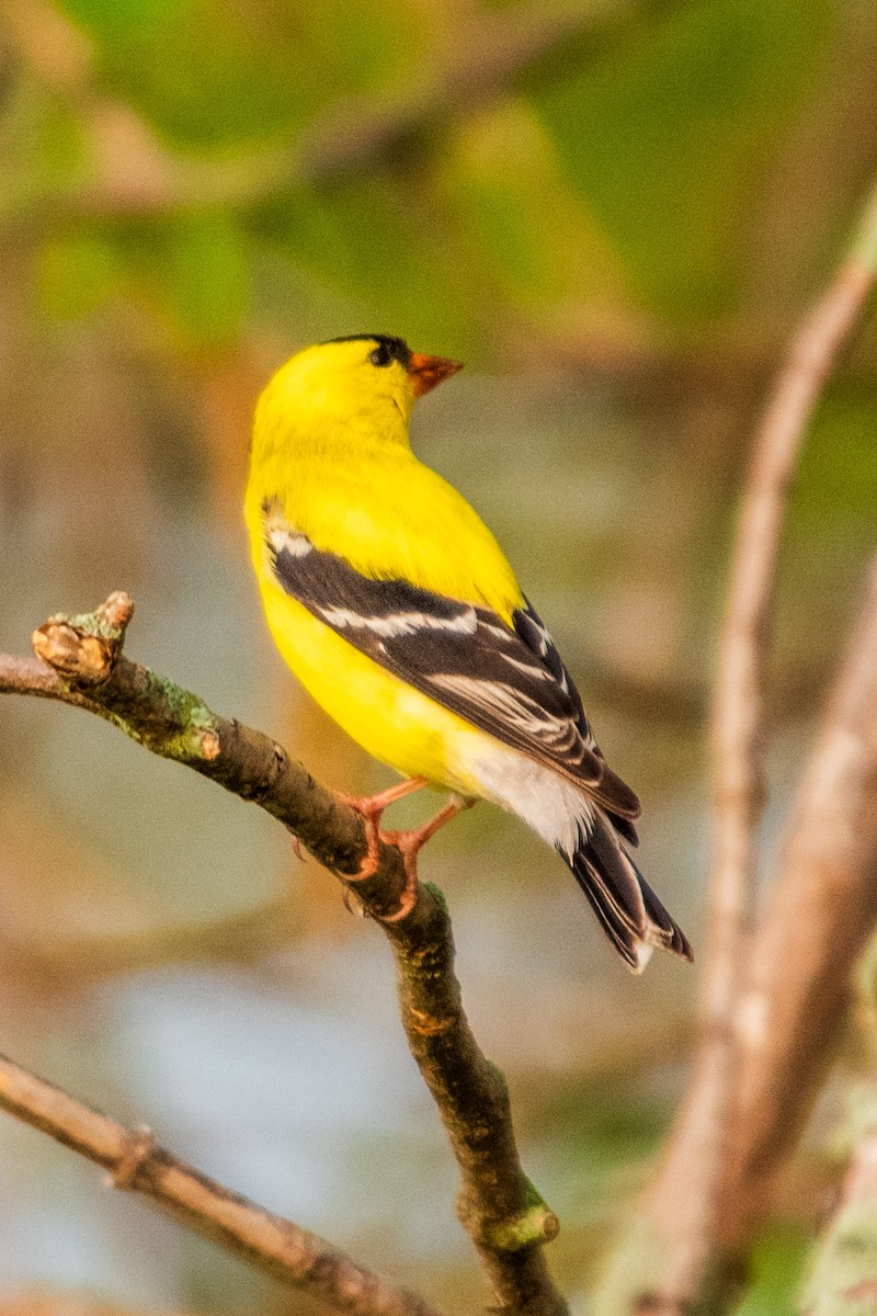 American Goldfinch - ML635876568