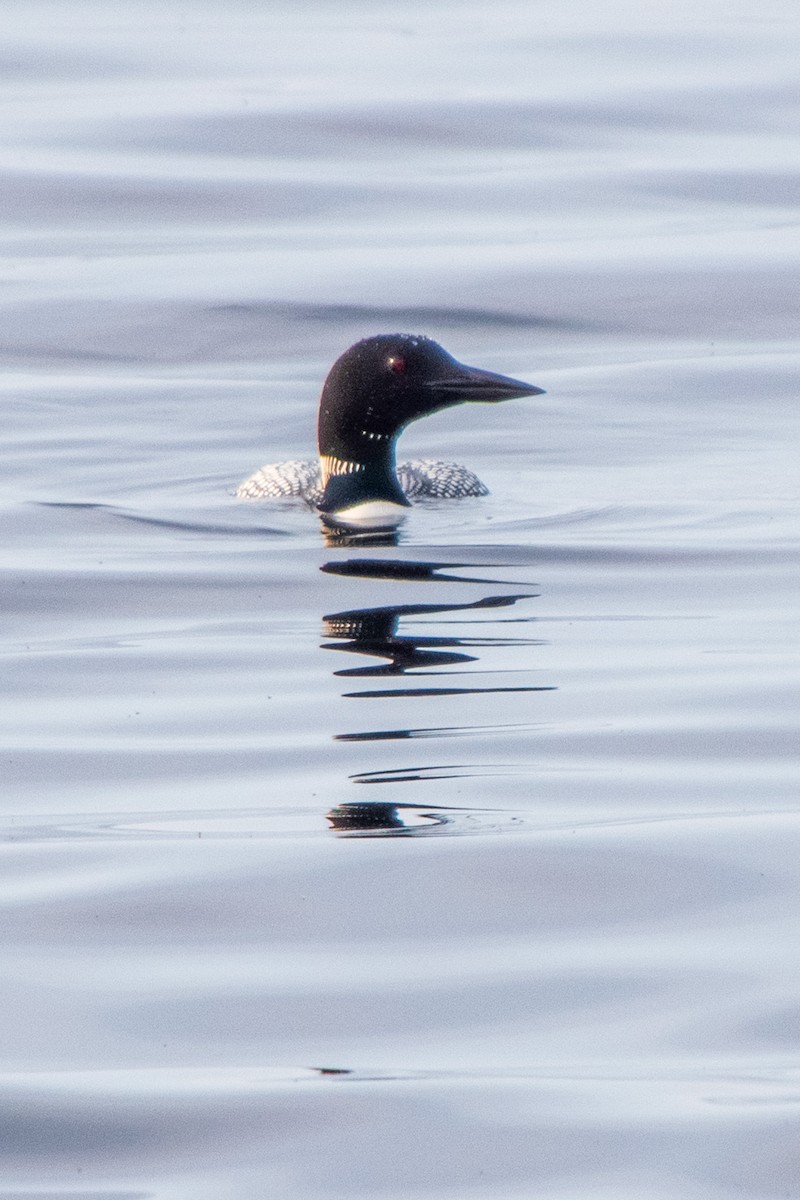 Common Loon - ML635876576