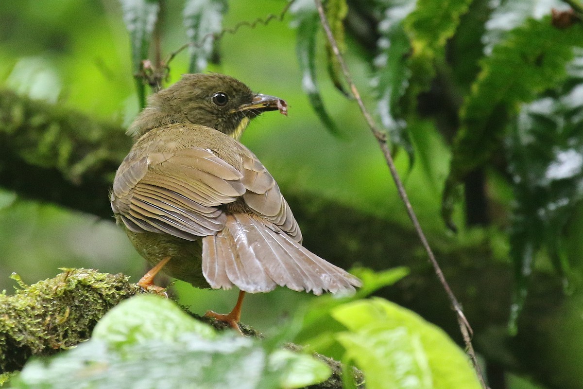 Yellow-whiskered Greenbul - ML635876623