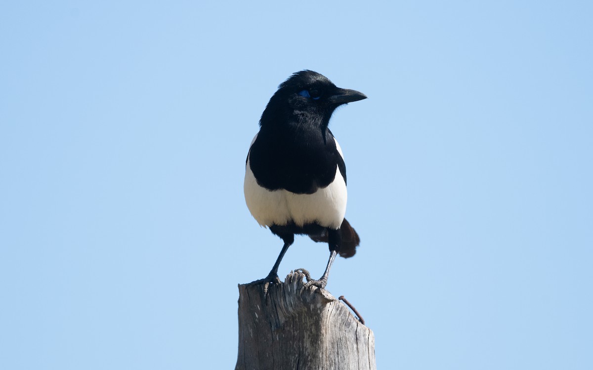 Maghreb Magpie - ML635876668