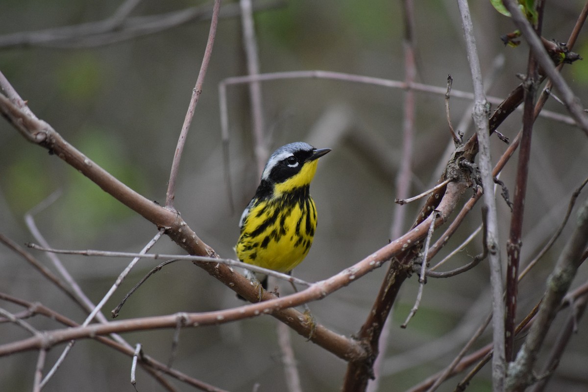 Magnolia Warbler - ML635876887
