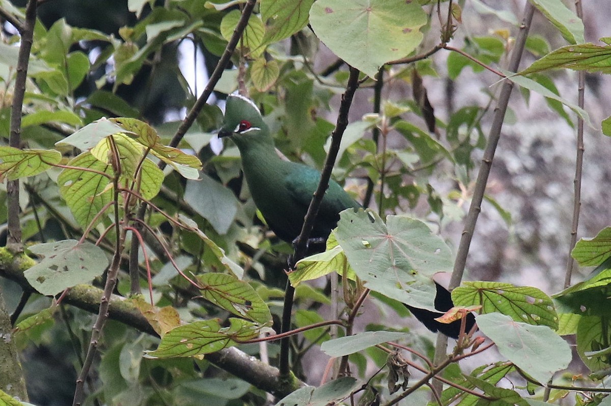 Black-billed Turaco (Green-rumped) - ML635876903