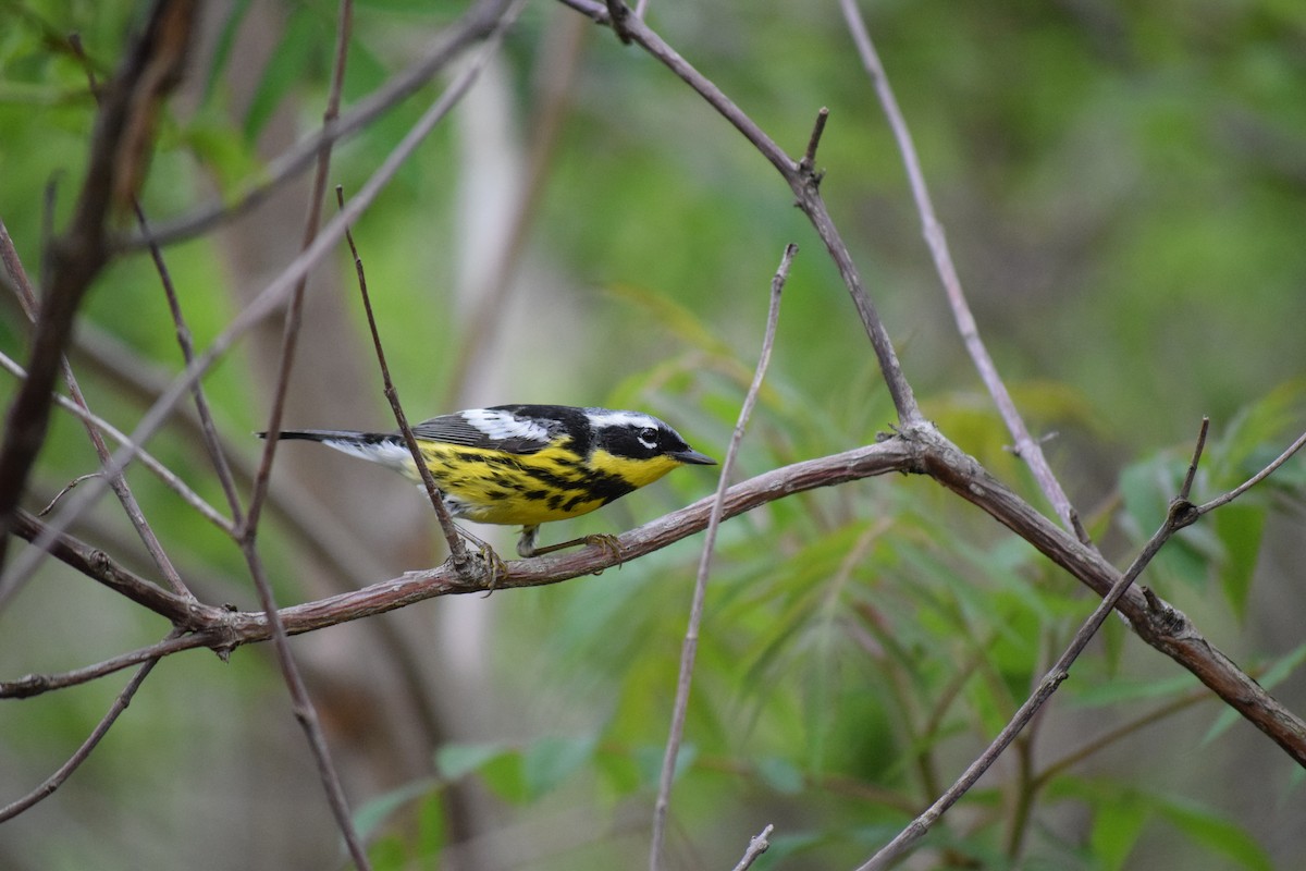 Magnolia Warbler - ML635876935