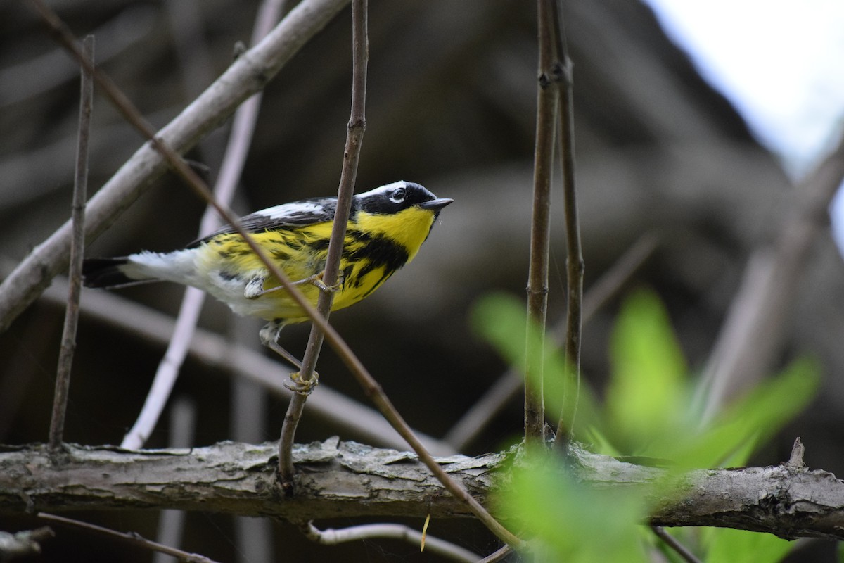 Magnolia Warbler - ML635876946
