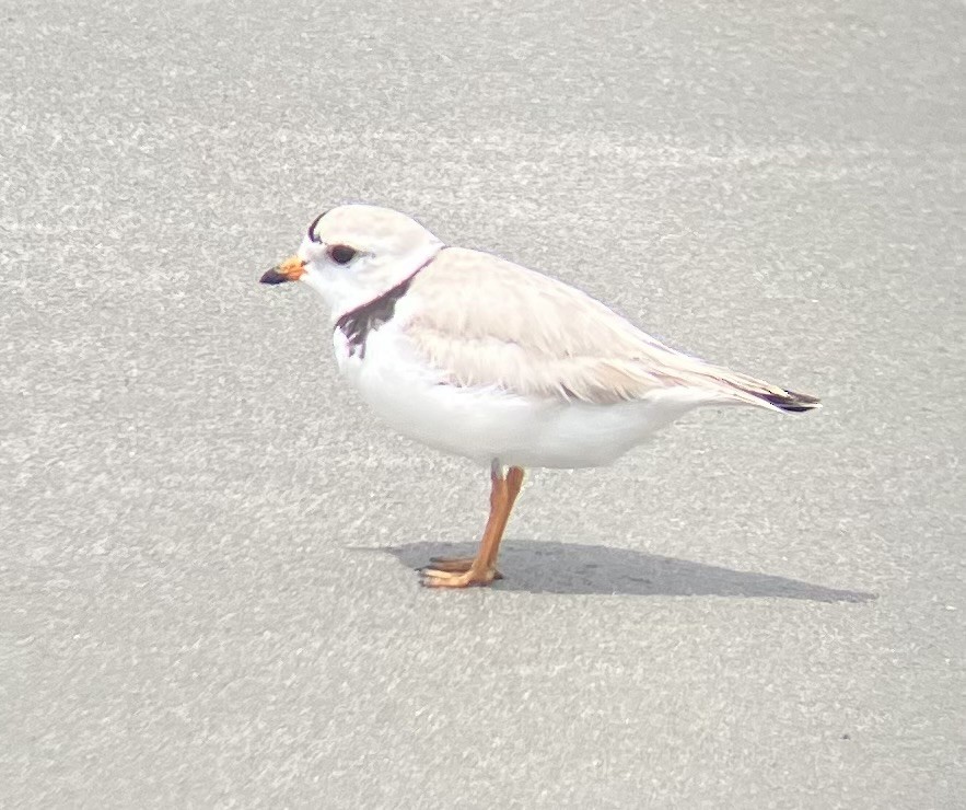 Piping Plover - ML635877011