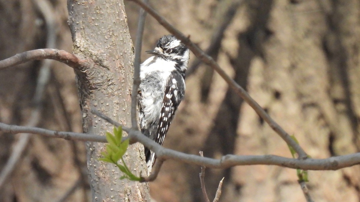 Downy Woodpecker - ML635877027