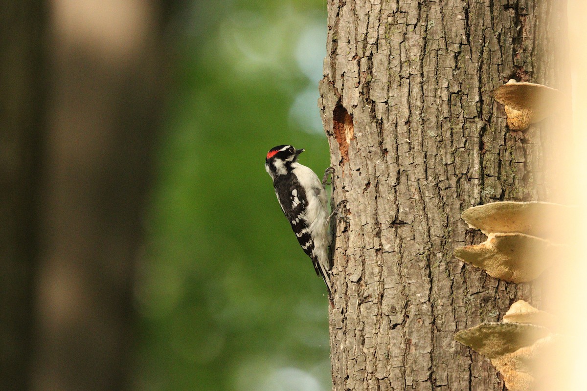 Downy Woodpecker - ML635877233