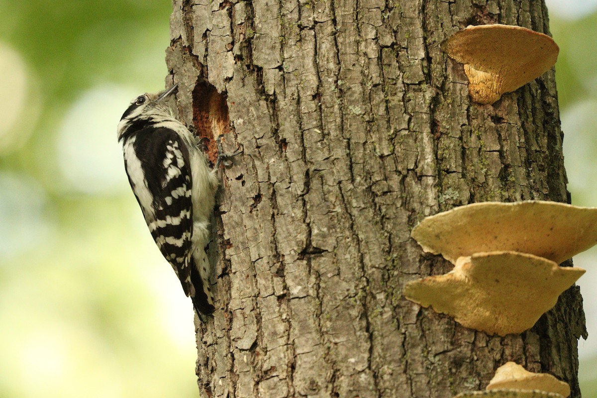 Downy Woodpecker - ML635877234