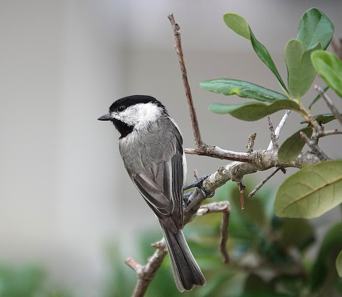 Carolina Chickadee - ML635877384