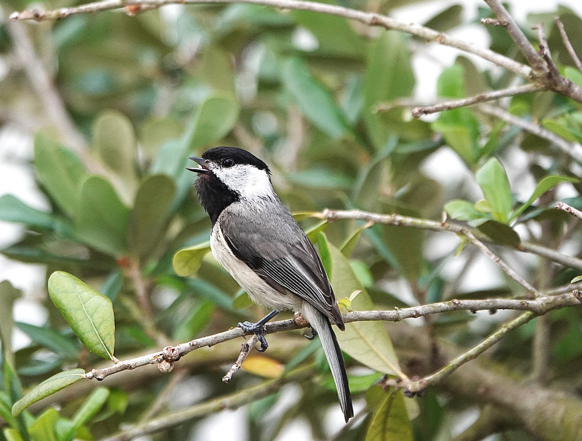 Carolina Chickadee - ML635877395