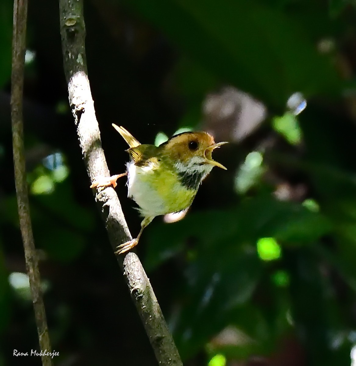 Rufous-faced Warbler - ML635877407