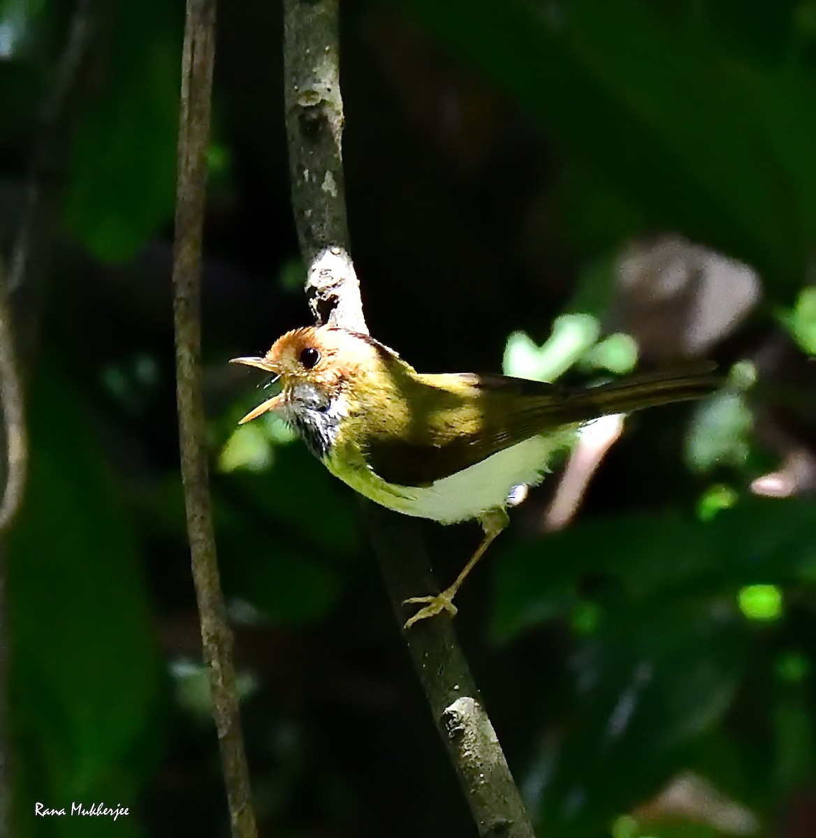 Rufous-faced Warbler - ML635877408