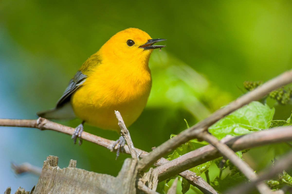 Prothonotary Warbler - ML635877415