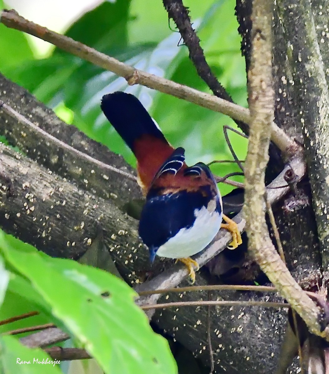 Rufous-backed Sibia - ML635877427