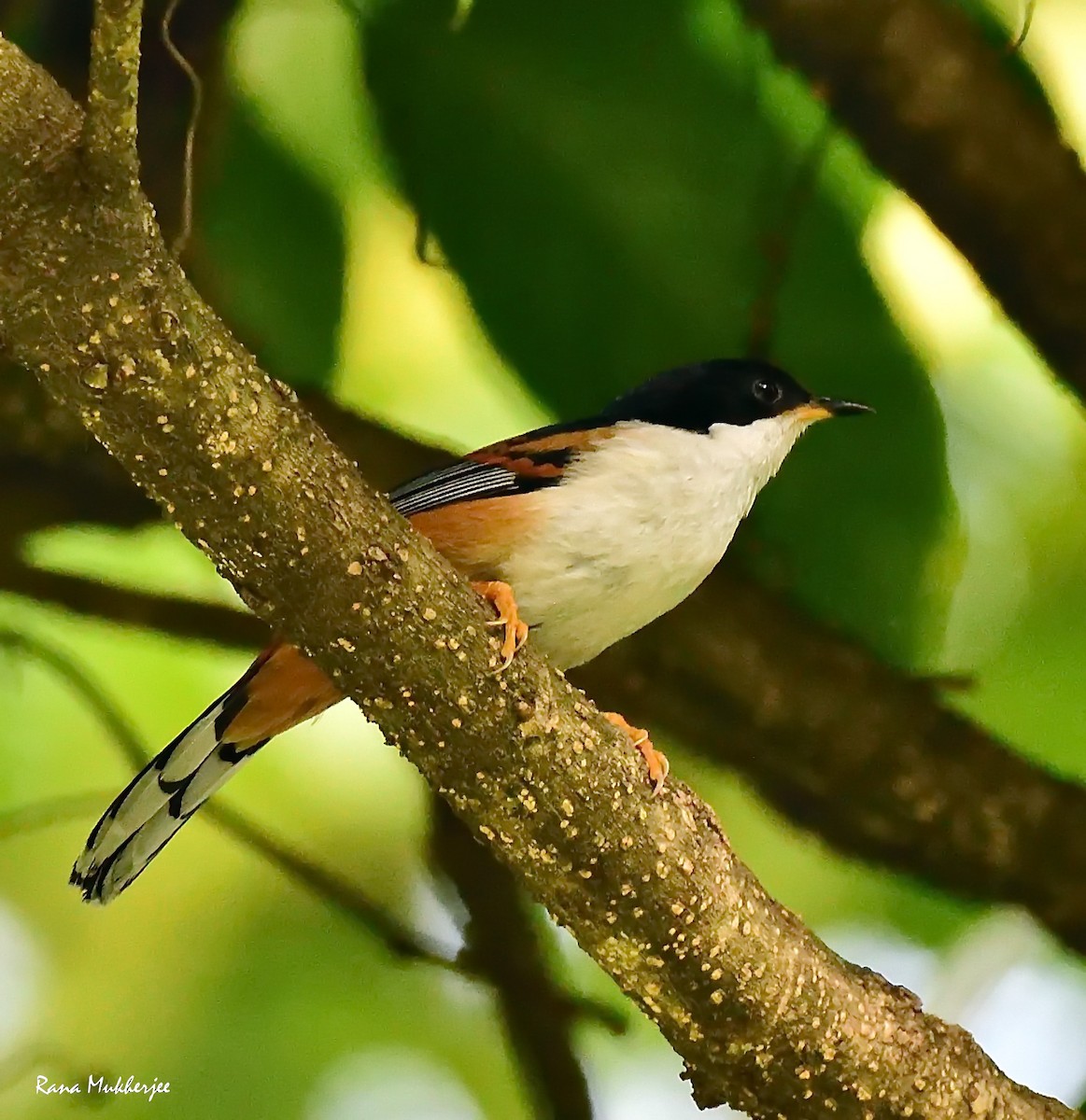 Rufous-backed Sibia - ML635877428