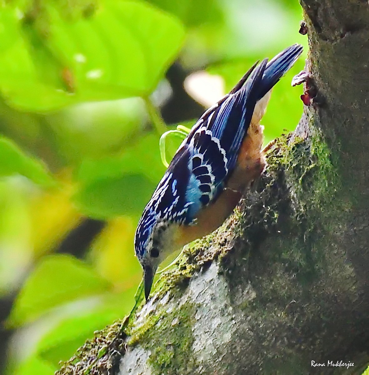 Beautiful Nuthatch - ML635877435