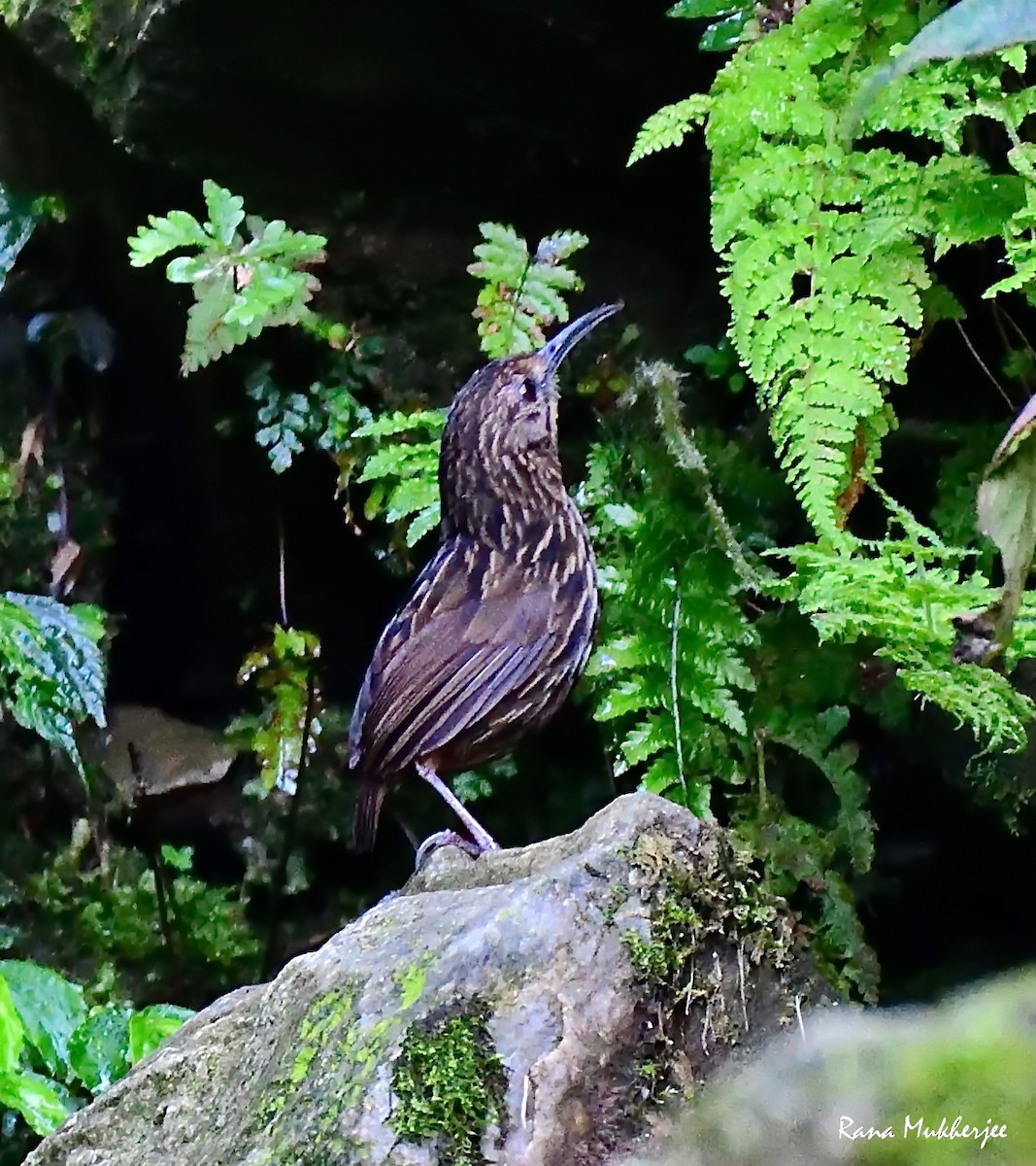 Long-billed Wren-Babbler - ML635877467