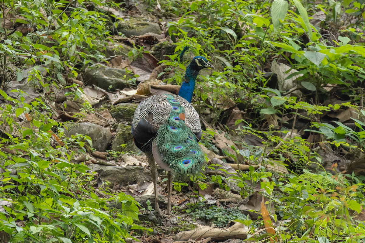 Indian Peafowl - ML635877470