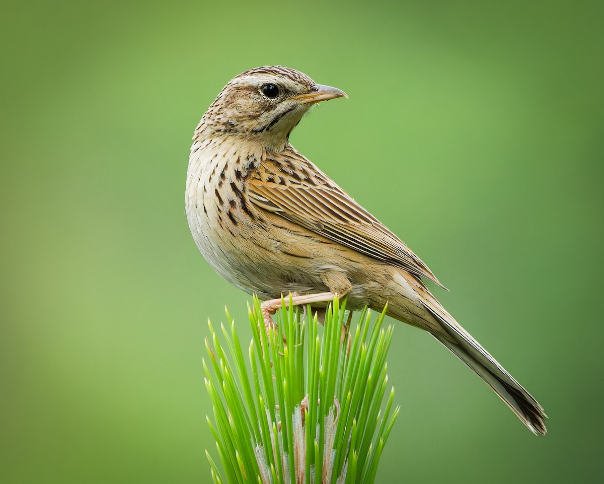 Upland Pipit - ML635877488