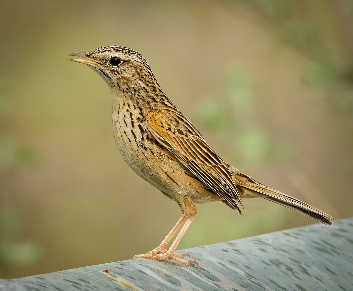 Upland Pipit - ML635877490