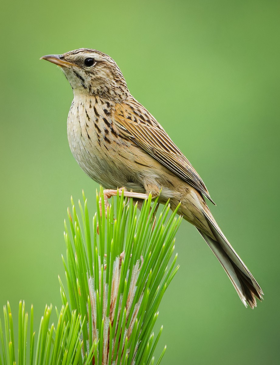 Upland Pipit - ML635877491