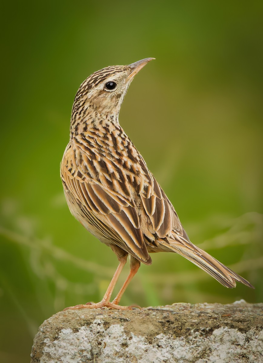 Upland Pipit - ML635877492
