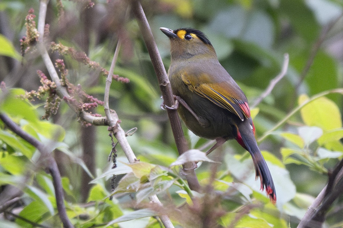 Bugun Liocichla - ML635877514