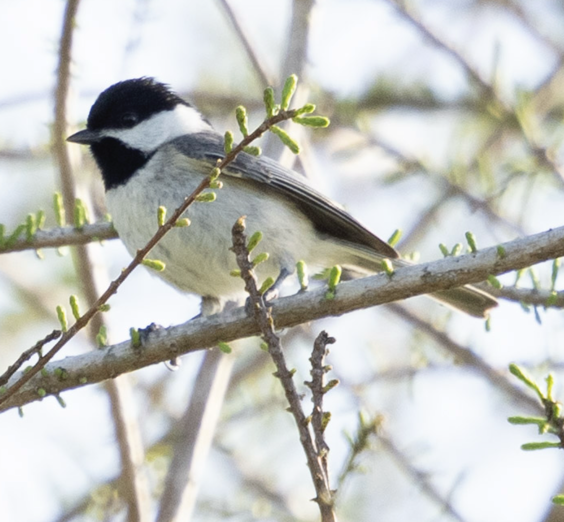 Carolina Chickadee - ML635877531