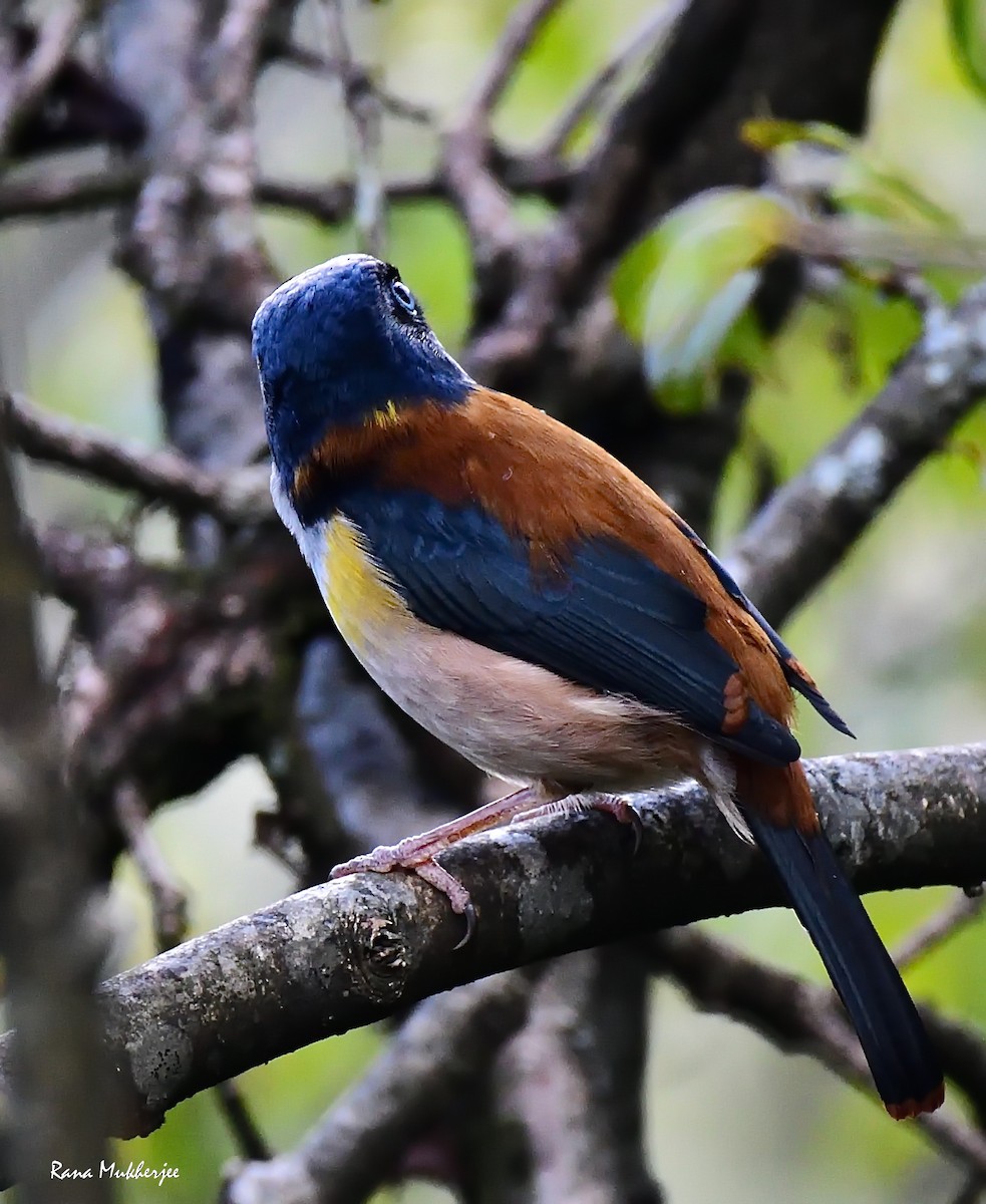 Black-headed Shrike-Babbler - ML635877552