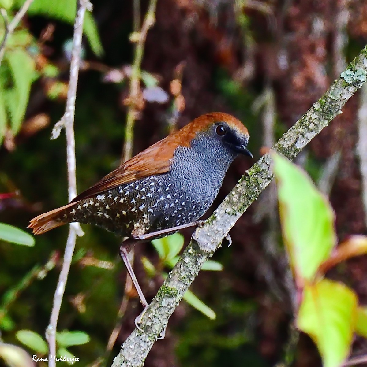 Gould's Shortwing - ML635877631