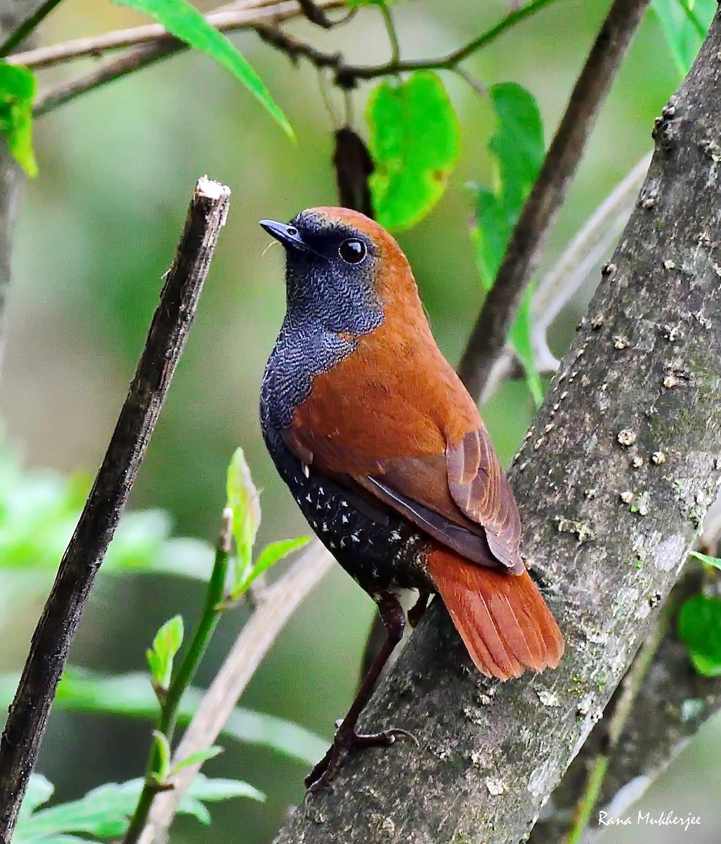 Gould's Shortwing - ML635877632