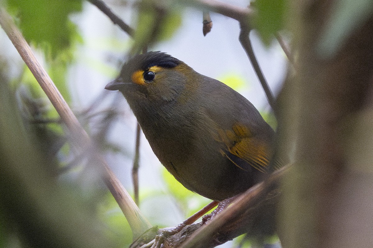 Bugun Liocichla - ML635877642