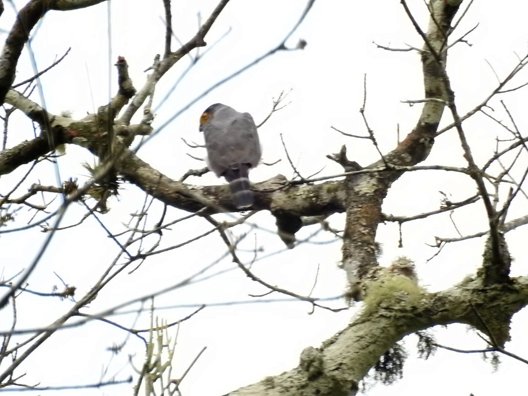 Gray-bellied Hawk - ML635877660