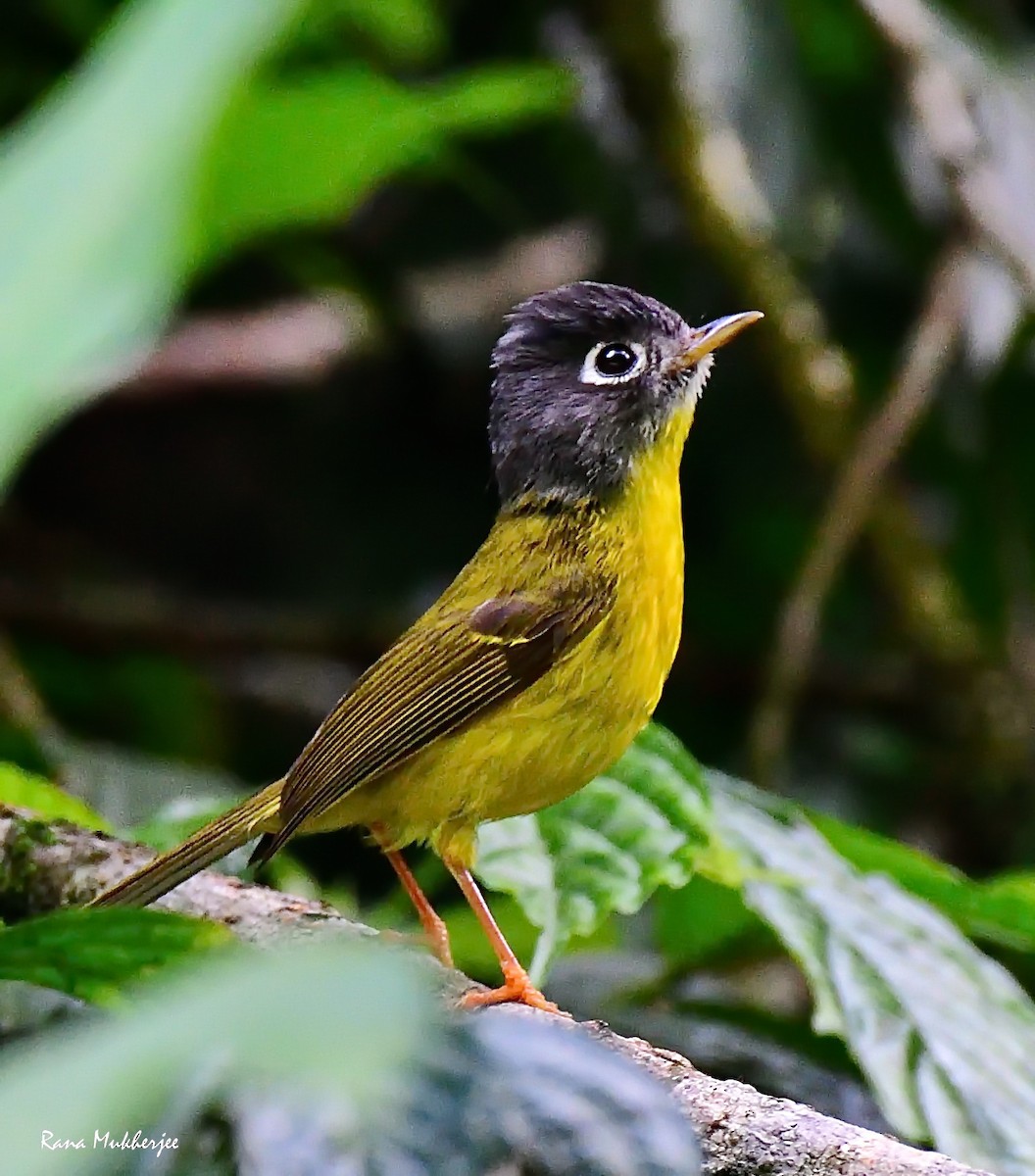 Gray-cheeked Warbler - ML635877735