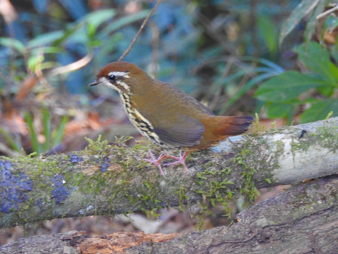 Such's Antthrush - ML635877758