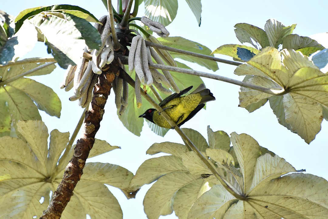 Black-headed Berryeater - ML635877765