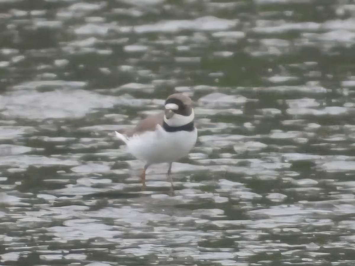 Semipalmated Plover - ML635877790