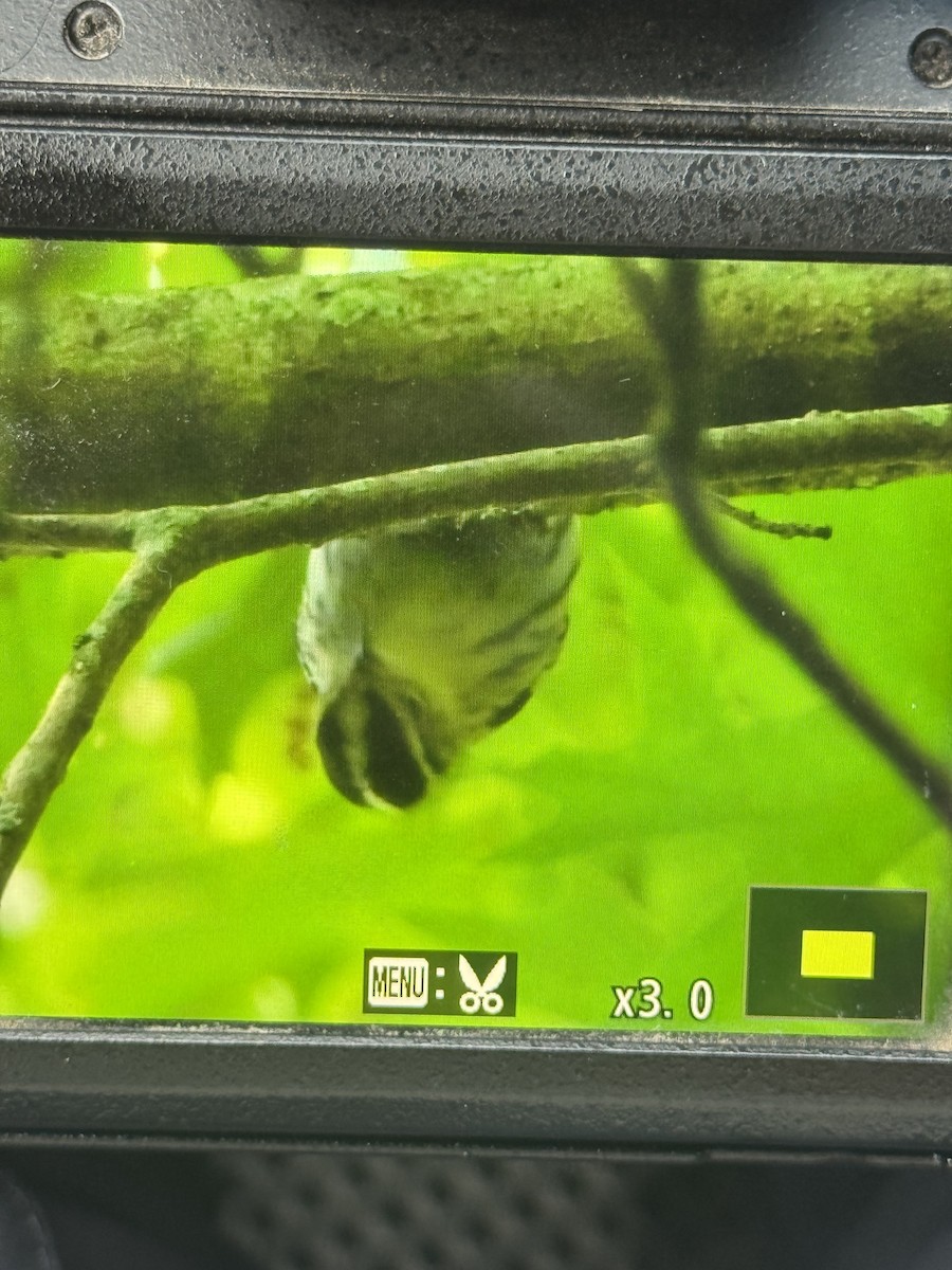 Black-and-white Warbler - ML635877896