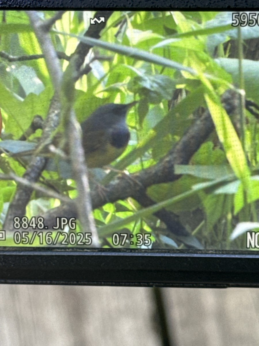 Mourning Warbler - ML635877903