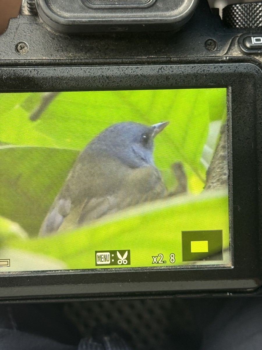 Mourning Warbler - ML635877904