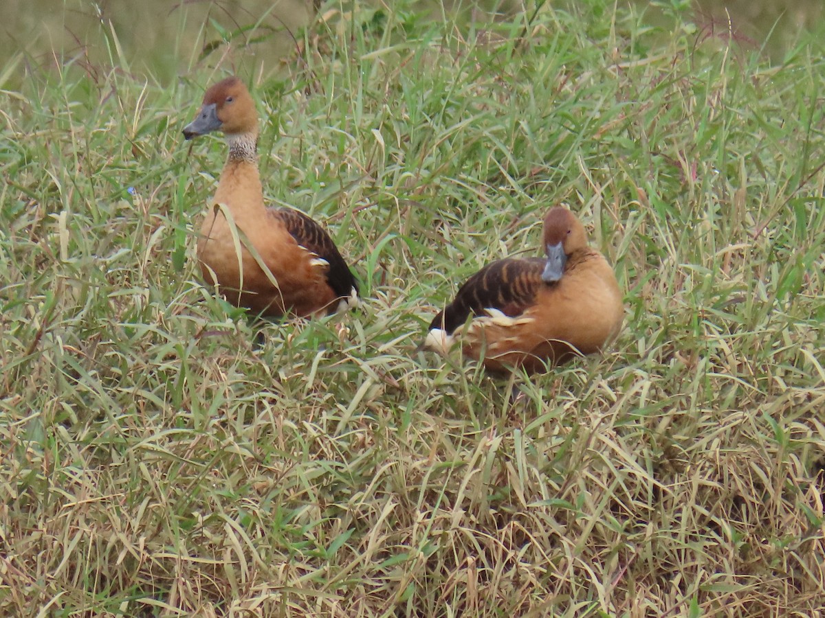 Fulvous Whistling-Duck - ML635877905