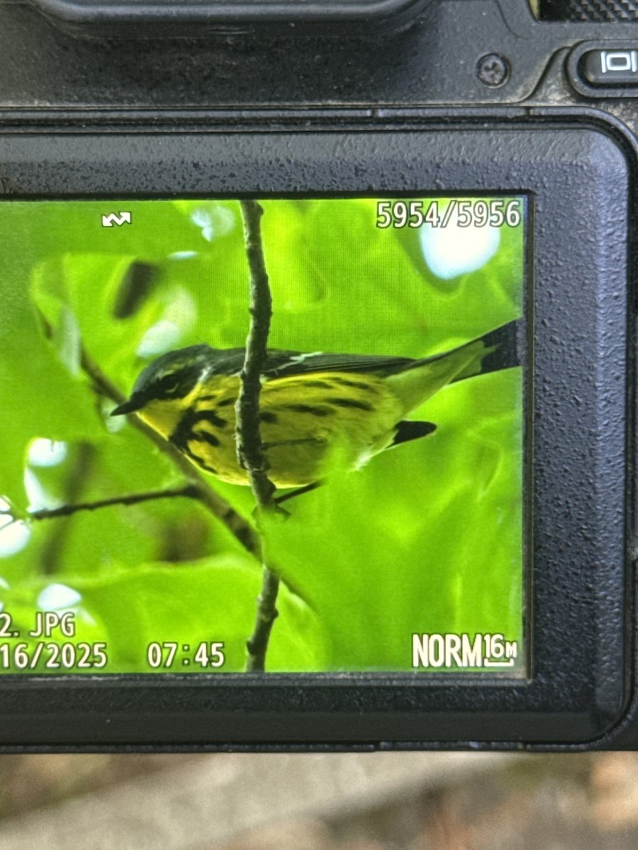 Magnolia Warbler - ML635877910