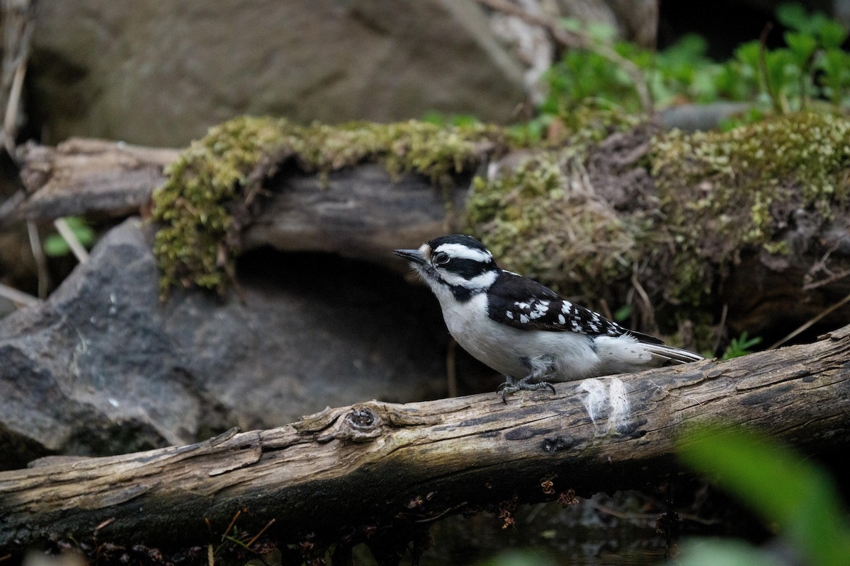 Downy Woodpecker - ML635877911