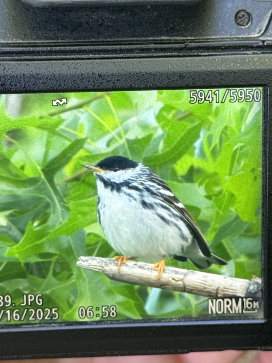 Blackpoll Warbler - ML635877915
